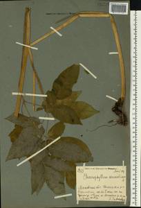 Бутень ароматный L., Восточная Европа, Московская область и Москва (E4a) (Россия)