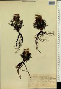 Pedicularis lanata subsp. dasyantha (Hadac) Hultén, Сибирь, Западная Сибирь (S1) (Россия)