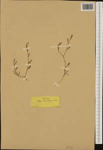Velezia quadridentata Sm., Зарубежная Азия (ASIA) (Турция)