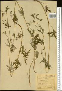 Лапчатка многонадрезанная, Лапчатка многонадрезная L., Сибирь, Прибайкалье и Забайкалье (S4) (Россия)