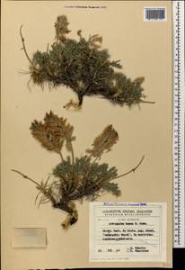 Astragalus sosnowskyi Grossh., Кавказ, Грузия (K4) (Грузия)
