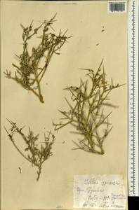 Zilla spinosa (L.) Prantl, Зарубежная Азия (ASIA) (Ирак)