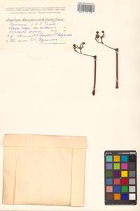 Ampelopsis glandulosa var. brevipedunculata (Maxim.) Momiy., Сибирь, Дальний Восток (S6) (Россия)