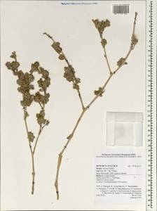 Magnoliopsida, Зарубежная Азия (ASIA) (Израиль)