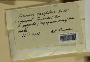 Fissidens taxifolius Hedw., Гербарий мохообразных, Мхи - Центральное Нечерноземье (B6) (Россия)