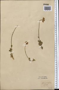 Richteria pyrethroides Kar. & Kir., Средняя Азия и Казахстан, Западный Тянь-Шань и Каратау (M3) (Узбекистан)