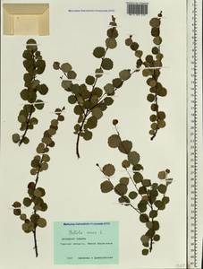 Березка карликовая L., Сибирь, Западная Сибирь (S1) (Россия)