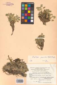 Oxytropis nigrescens var. nigrescens, Сибирь, Чукотка и Камчатка (S7) (Россия)