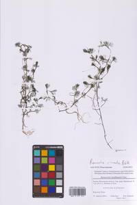 Водяной лютик завитой, Шелковник завитой Sibth., Восточная Европа, Московская область и Москва (E4a) (Россия)