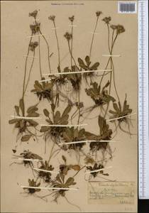 Первоцвет холодный Adams, Средняя Азия и Казахстан, Северный и Центральный Тянь-Шань (M4) (Казахстан)