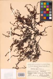 Камнеломка супротивнолистная L., Восточная Европа, Северный район (E1) (Россия)