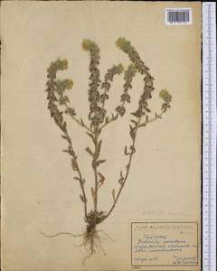 Железница горная L., Западная Европа (EUR) (Болгария)