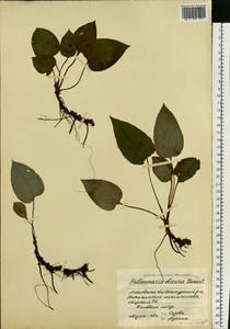 Медуница неясная, Медуница темная Dumort., Восточная Европа, Московская область и Москва (E4a) (Россия)