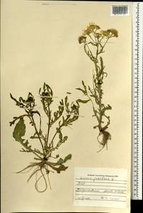 Якобея обыкновенная, Монголия (MONG) (Монголия)