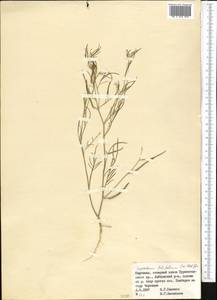 Лепталеум нителистный (Willd.) DC., Средняя Азия и Казахстан, Памир и Памиро-Алай (M2) (Киргизия)
