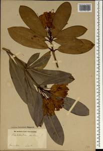 Рододендрон понтийский L., Зарубежная Азия (ASIA) (Иран)