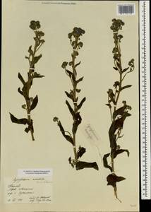 Cynoglossum amabile Stapf & Drumm., Зарубежная Азия (ASIA) (КНР)