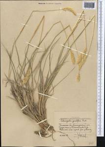 Calamagrostis holciformis Jaub. & Spach, Средняя Азия и Казахстан, Западный Тянь-Шань и Каратау (M3) (Узбекистан)