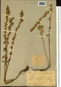 Полынь шелковистая (Besser) Weber ex Stechm., Сибирь, Западный (Казахстанский) Алтай (S2a) (Казахстан)