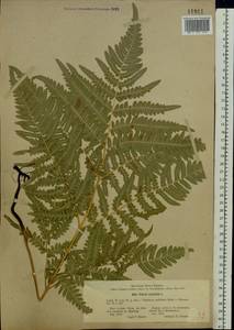 Pteridium aquilinum subsp. pinetorum (C. N. Page & R. R. Mill) J. A. Thomson, Восточная Европа, Восточный район (E10) (Россия)