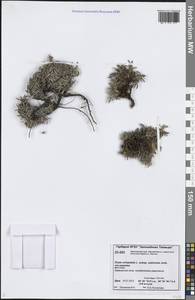 Дриада воьмилепестковая, Сибирь, Центральная Сибирь (S3) (Россия)