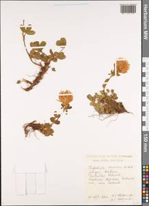 Клевер седоватый Willd., Кавказ, Грузия (K4) (Грузия)