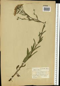 Астра ромашковая, Астра итальянская L., Восточная Европа, Белоруссия (E3a) (Белоруссия)