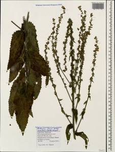 Коровяк Маршаллов Ivanina & Tzvelev, Кавказ, Ставропольский край, Карачаево-Черкесия, Кабардино-Балкария (K1b) (Россия)