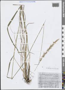 Вейник тростниковый (L.) Roth, Восточная Европа, Северо-Западный район (E2) (Россия)