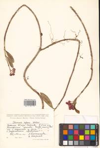 Скиммия промежуточная Komatsu, Сибирь, Дальний Восток (S6) (Россия)