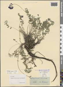 Остролодочник албанский Steven, Кавказ, Северная Осетия, Ингушетия и Чечня (K1c) (Россия)