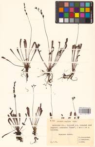 Drosera × anglica Huds., Восточная Европа, Белоруссия (E3a) (Белоруссия)