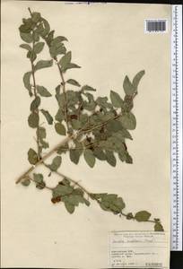 Жимолость Королькова Stapf, Средняя Азия и Казахстан, Памир и Памиро-Алай (M2) (Киргизия)