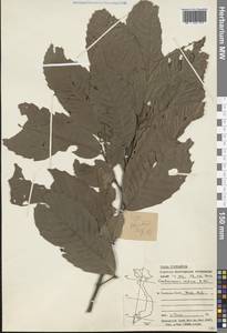 Castanopsis indica (Roxb. ex Lindl.) A.DC., Зарубежная Азия (ASIA) (Вьетнам)