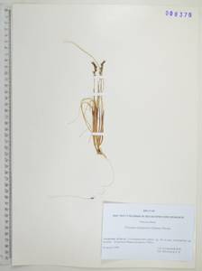 Koeleria subalpestris (Hartm.) Barberá, Quintanar, Soreng & P.M.Peterson, Сибирь, Дальний Восток (S6) (Россия)