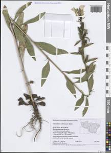 Oenothera × rubricaulis Kleb., Восточная Европа, Центральный район (E4) (Россия)