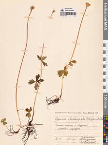 Купальница бумажночашелистиковая Schipcz., Сибирь, Чукотка и Камчатка (S7) (Россия)