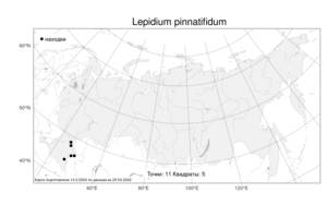 Lepidium pinnatifidum, Клоповник перистый Ledeb., Атлас флоры России (FLORUS) (Россия)