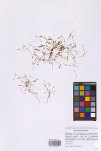 Лютик распростертый, Лютик стелющийся L., Восточная Европа, Московская область и Москва (E4a) (Россия)