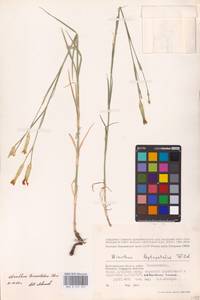 Dianthus monadelphus subsp. pallens (Sm.) Greuter & Burdet, Восточная Европа, Нижневолжский район (E9) (Россия)