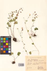 Камнеломка сибирская L., Восточная Европа, Восточный район (E10) (Россия)