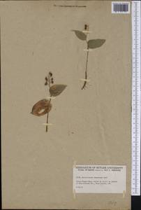 Maianthemum canadense Desf., Америка (AMER) (США)