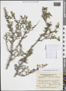 Tetraena bucharica (B.Fedtsch.) Beier & Thulin, Средняя Азия и Казахстан, Памир и Памиро-Алай (M2) (Туркмения)