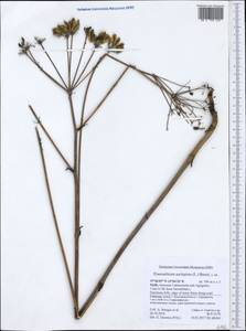 Thapsia asclepium subsp. asclepium, Западная Европа (EUR) (Италия)