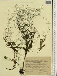 Незабудка рыхлая Lehm., Восточная Европа, Центральный лесостепной район (E6) (Россия)