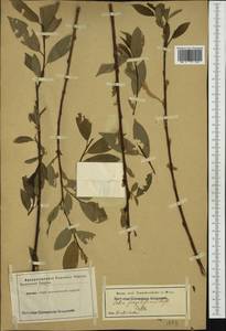 Salix alba subsp. alba, Западная Европа (EUR) (Австрия)