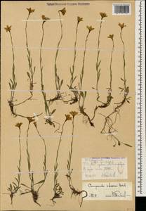 Колокольчик Стевена M.Bieb., Кавказ, Ставропольский край, Карачаево-Черкесия, Кабардино-Балкария (K1b) (Россия)