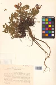 Остролодочник Тилинга Bunge, Сибирь, Дальний Восток (S6) (Россия)