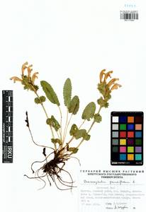 Змееголовник крупноцветковый L., Сибирь, Прибайкалье и Забайкалье (S4) (Россия)