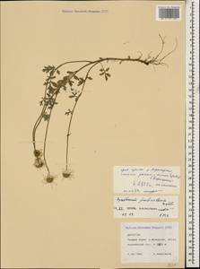 Tanacetum niveum (Lag.) Sch. Bip., Кавказ, Дагестан (K2) (Россия)